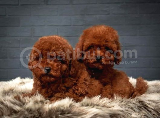 Güzeller Güzeli̇ Erkek Di̇şi̇  Poodle Bebekleri̇m görsel