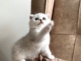 Full Şecereli Anne Babanın Silver Bebekleri