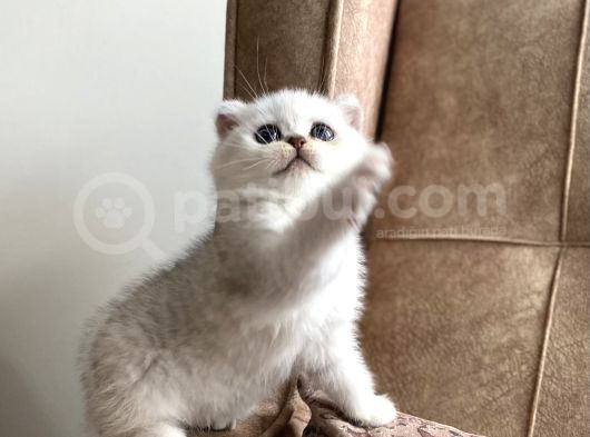 Full Şecereli Anne Babanın Silver Bebekleri görsel