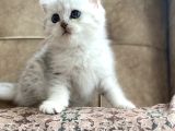 Muhteşem Kan Hattı Full Şecereli Anne Babanın Silver Bebeği
