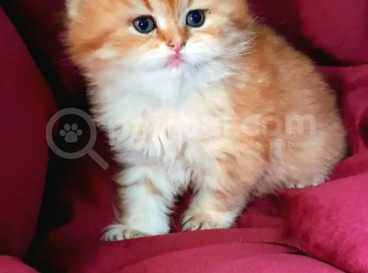 Muhteşem Kali̇te Golden Bri̇ti̇sh Bebekleri̇m görsel