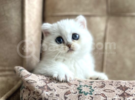 Full Şecereli Anne Babanın Silver Bebekleri görsel
