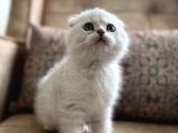 Full şecereli anne babanın ırk garantili Scottish Fold Bebeğ