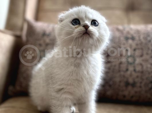 Full Şecereli Anne Babanın Irk Garantili Scottish Fold Bebeğ