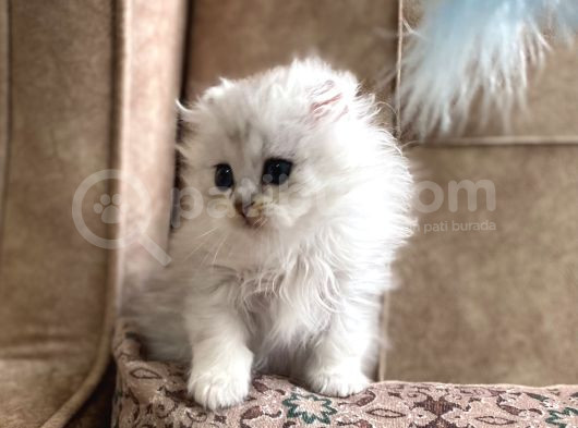 Şecereli Soy Irk Garantili Silver Bebeğimiz görsel