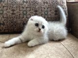 Full Şecereli Anne Babanın Irk Garantili Scottish Fold Bebeğ