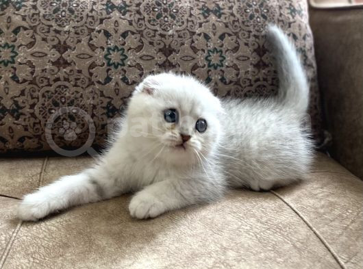 Full Şecereli Anne Babanın Irk Garantili Scottish Fold Bebeğ görsel
