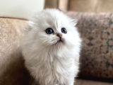 Safkan full şecereli anne babanın Longhair fold Bebeği