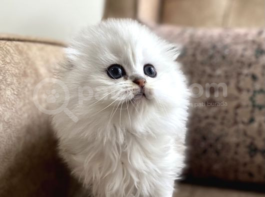 Safkan Full Şecereli Anne Babanın Longhair Fold Bebeği
