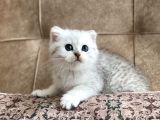 Muhteşem Kan Hattı Full Şecereli Anne Babanın Silver Bebeği