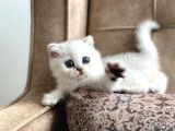 Full şecereli anne babanın silver bebekleri