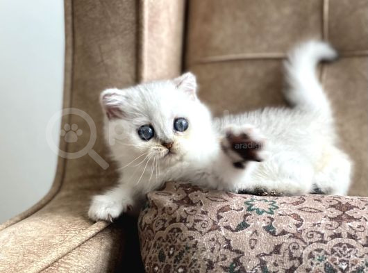 Full Şecereli Anne Babanın Silver Bebekleri