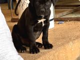 2 aylık cane corso eğitimli