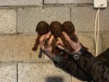 Üst Kalite Red Dark Brown Kore Toy Poodle Bebekler