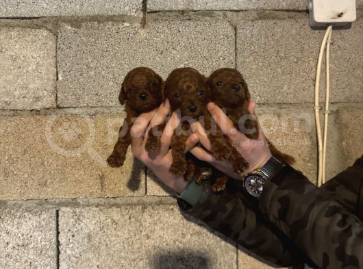 Üst Kalite Red Dark Brown Kore Toy Poodle Bebekler görsel