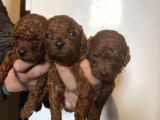 Üst Kalite Red Dark Brown Kore Toy Poodle Bebekler
