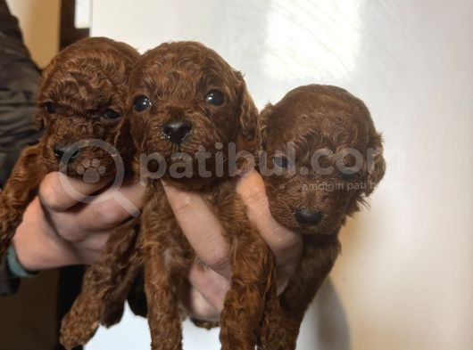 Üst Kalite Red Dark Brown Kore Toy Poodle Bebekler görsel