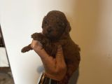 Üst Kalite Red Dark Brown Kore Toy Poodle Bebekler