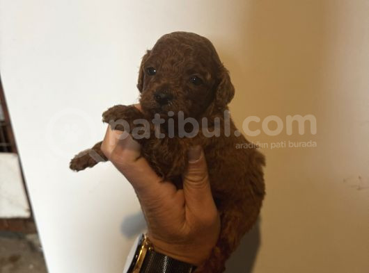 Üst Kalite Red Dark Brown Kore Toy Poodle Bebekler görsel