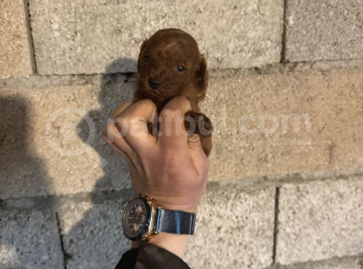 Üst Kalite Red Dark Brown Kore Toy Poodle Bebekler görsel