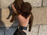 Üst kalite red dark brown KORE toy poodle bebekler