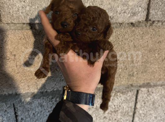 Üst Kalite Red Dark Brown Kore Toy Poodle Bebekler