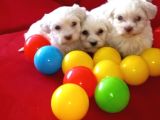 Maltese Terrier KarbeyazSıfır Numara Yavrularım