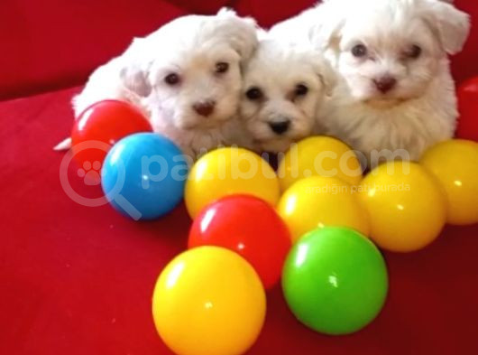 Maltese Terrier Karbeyazsıfır Numara Yavrularım
