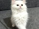 UYGUN BEBEKLER