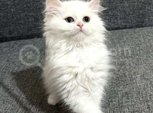 Uygun Bebekler