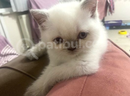 2 Aylık Dişi Yavru Kedi görsel