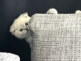 Scottish Fold Silverpoint