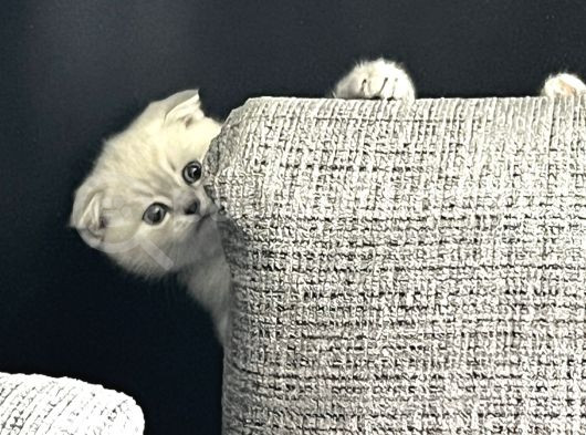 Scottish Fold Silverpoint görsel
