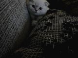 Scottish Fold Silverpoint