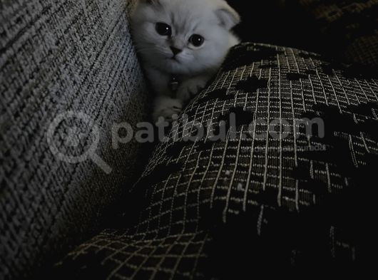 Scottish Fold Silverpoint görsel