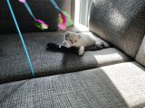 Scottish Fold Silverpoint