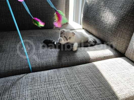 Scottish Fold Silverpoint görsel