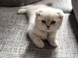 Scottish fold silverpoint