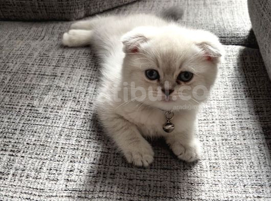 Scottish Fold Silverpoint