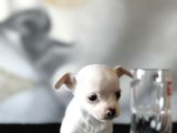 Teacup Kar Beyaz Lekesiz Chihuahua Yavrular