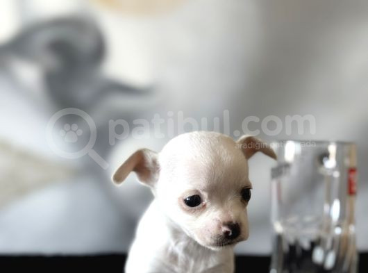 Teacup Kar Beyaz Lekesiz Chihuahua Yavrular görsel