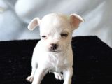 Teacup Kar Beyaz Lekesiz Chihuahua Yavrular