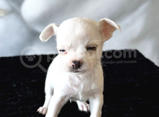 Teacup Kar Beyaz Lekesiz Chihuahua Yavrular görsel