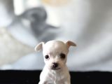 Teacup Kar Beyaz Lekesiz chihuahua yavrular
