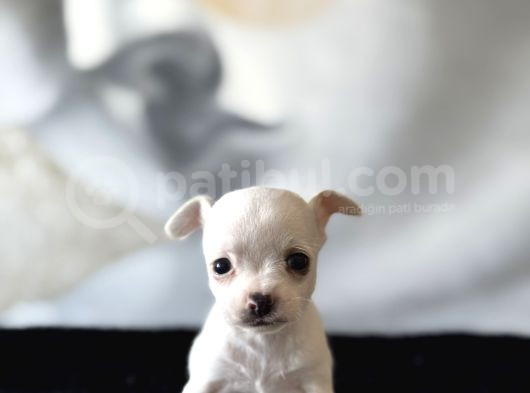 Teacup Kar Beyaz Lekesiz Chihuahua Yavrular