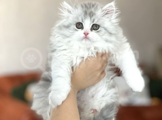 Asi̇l Yavru İsteyene Bi̇ri̇ti̇sh Longhai̇r Yavrumuz