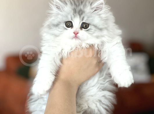 Asi̇l Yavru İsteyene Bi̇ri̇ti̇sh Longhai̇r Yavrumuz görsel