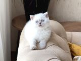 Ayi Surat Özel Tür Cüce Blue Poi̇nt Yavrumuz
