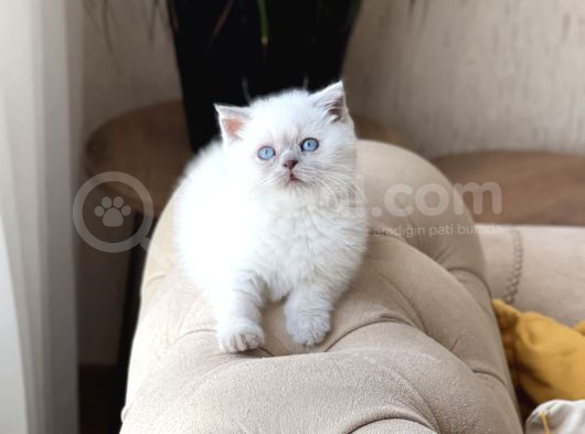 Ayi Surat Özel Tür Cüce Blue Poi̇nt Yavrumuz görsel