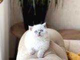 Ayi Surat Özel Tür Cüce Blue Poi̇nt Yavrumuz